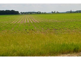 Property photo 19 - LAND AUCTION - 700+/- ACRES OFFERED IN 16 TRACTS IN ALLEN COUNTY, INDIANA